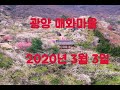 [4K]광양 매화마을[The beauty of Korean plum blossom] 2020년 3월3일