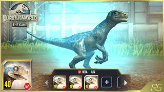 BETA X3 MAX LEVEL 40 BABY BLUE. FEEDING, BATTLE VS MAELSTROM 08 | Jurassic World The Game