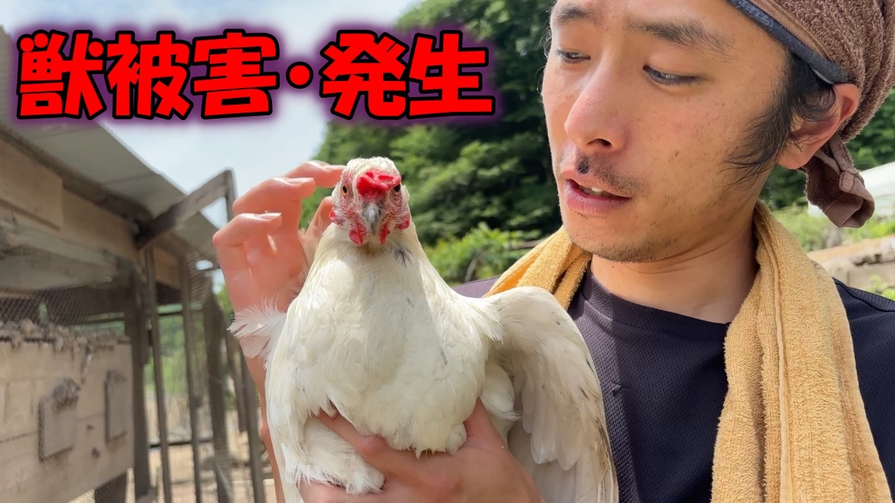 Is a Bear on the Loose?! My Chickens Were Attacked by a Wild