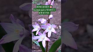 Śnieżnik "Rose Queen" 🌸 Wczesnowiosenna perełka do ogrodu! #shorts