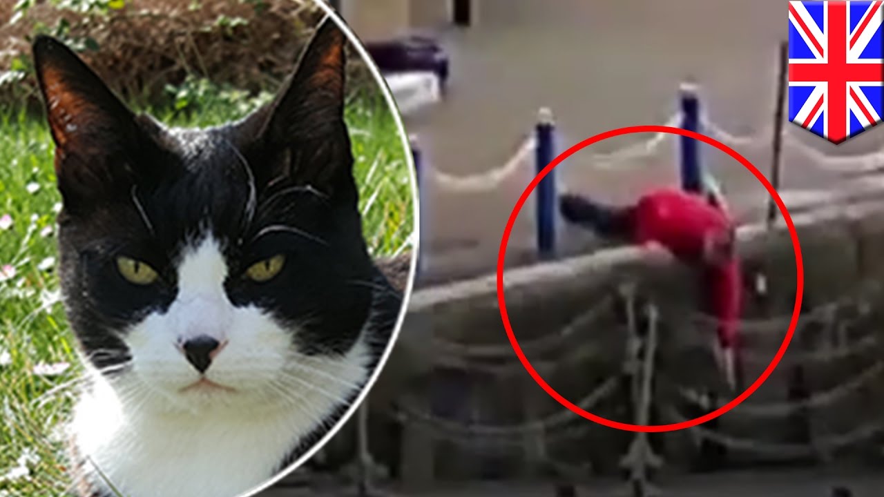 Cat rescues: Hero saves cat who fell into the River Thames in London ...