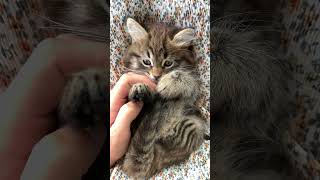 Sizin Kediniz Ne Yapardı