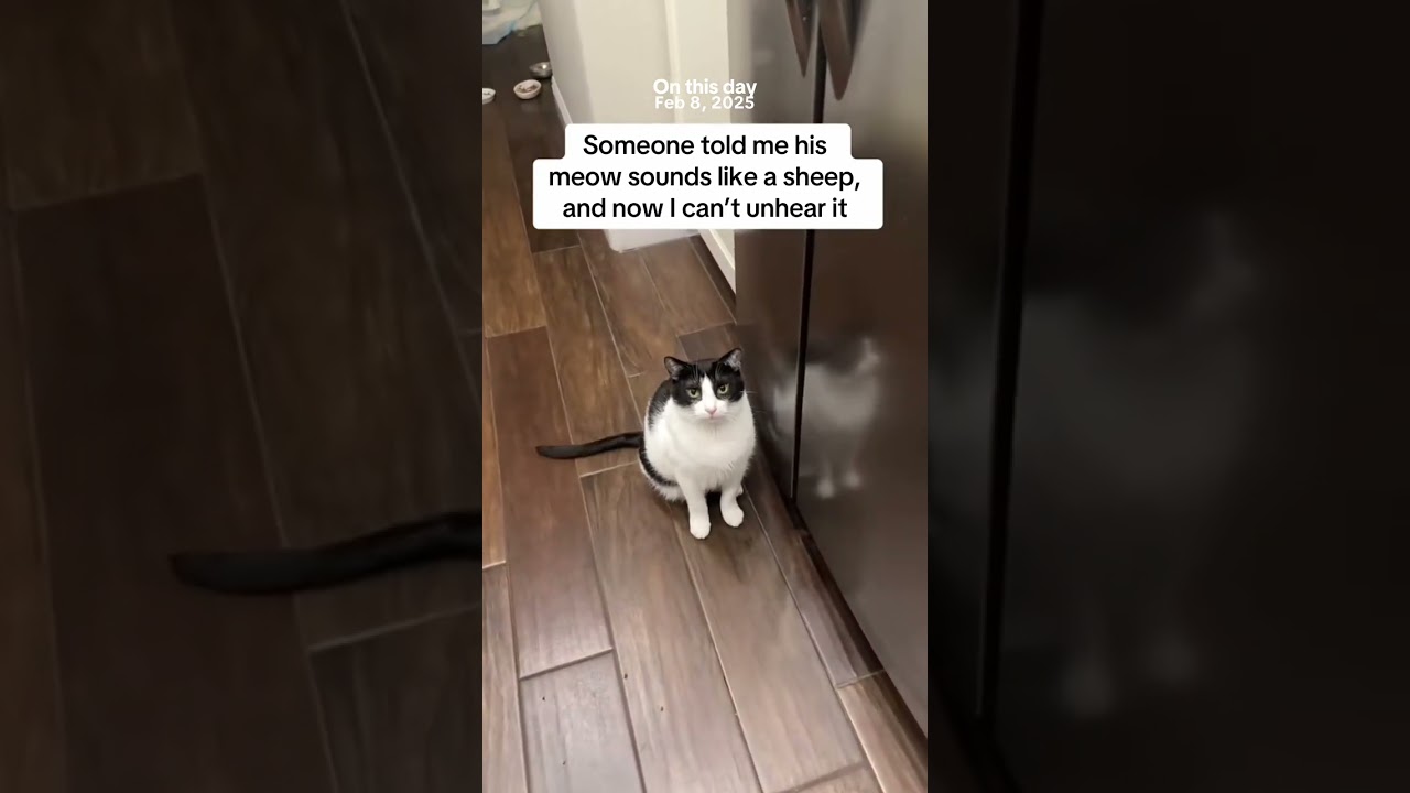 @_dashandluna_: Слышишь? 🐏 