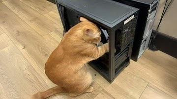 Cats with the Highest IQ Will Amaze You 🤪 Funny Cat Videos 2025