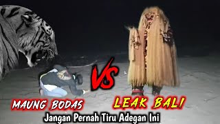 SENGIT!!! Maung Bodas Ngamuk Ketika Leak Datang