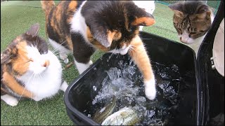 There's a lot of fish for cats (bass fishing)