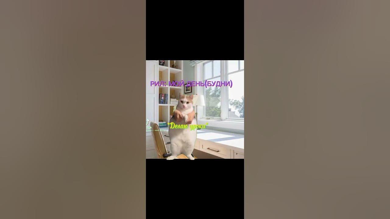 смешное с МЕМНЫМИ КОТАМИ🥰🎉🥳 #котмем #мемы #котики #рекомендации #рек ...