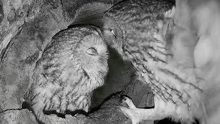 Tawny Owls Get Ready to Lay Eggs | Luna & Bomber | Robert E Fuller
