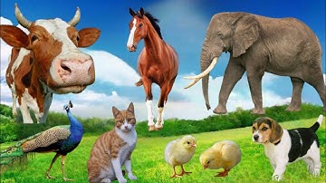 Beautiful Animal Moments - Dog, Cat, Chicken, Elephant, Cow, Monkey, Sheep - Animal Sounds