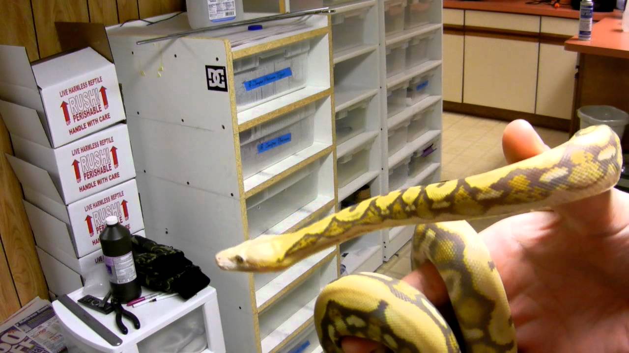 snake oil Blonde Tiger Retic
