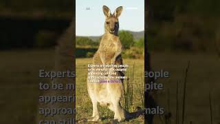 Tourists warned after kangaroo encounter goes wrong | #shorts #yahooaustralia