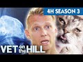 4+ Hours of Full Episodes 🐾 Vet On The Hill The Entire Season 3 - Part 1 | Bondi Vet Compilation
