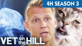 4+ Hours of Full Episodes  Vet On The Hill The Entire Season 3  Part 1 | Bondi Vet Compilation