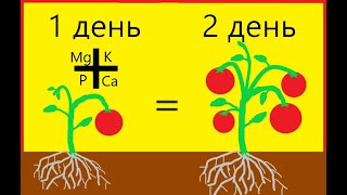 Влияние макро- и микроэлементов на урожай.