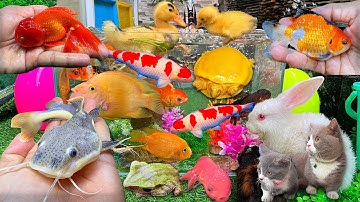 Bắt Vịt Con Cá Cảnh Dễ Thương, Cá Chép Koi, Cá Vàng Bơi, Con Mèo, Con Vịt, Cua, Rùa, Con Thỏ