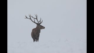 Lov kapitálneho jeleňa / Red stag hunt in Slovakia