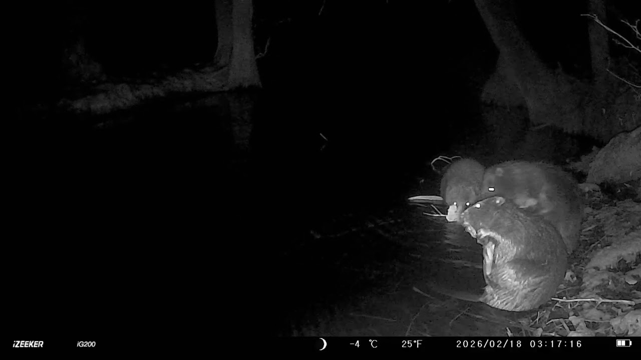 Dłuszy materiał dla miłośników boberków.