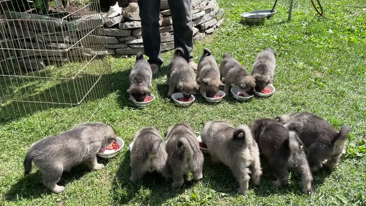 Rita litter of 11 eats lunch. @kamiakennels