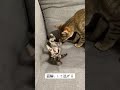 猫騙し子猫