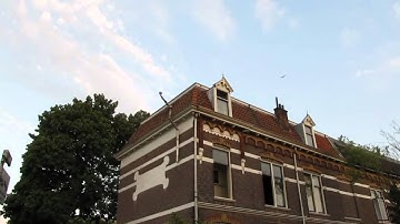 Common Swifts in Vondelstraat, Nijmegen, the Netherlands11 juli 2010.MOV