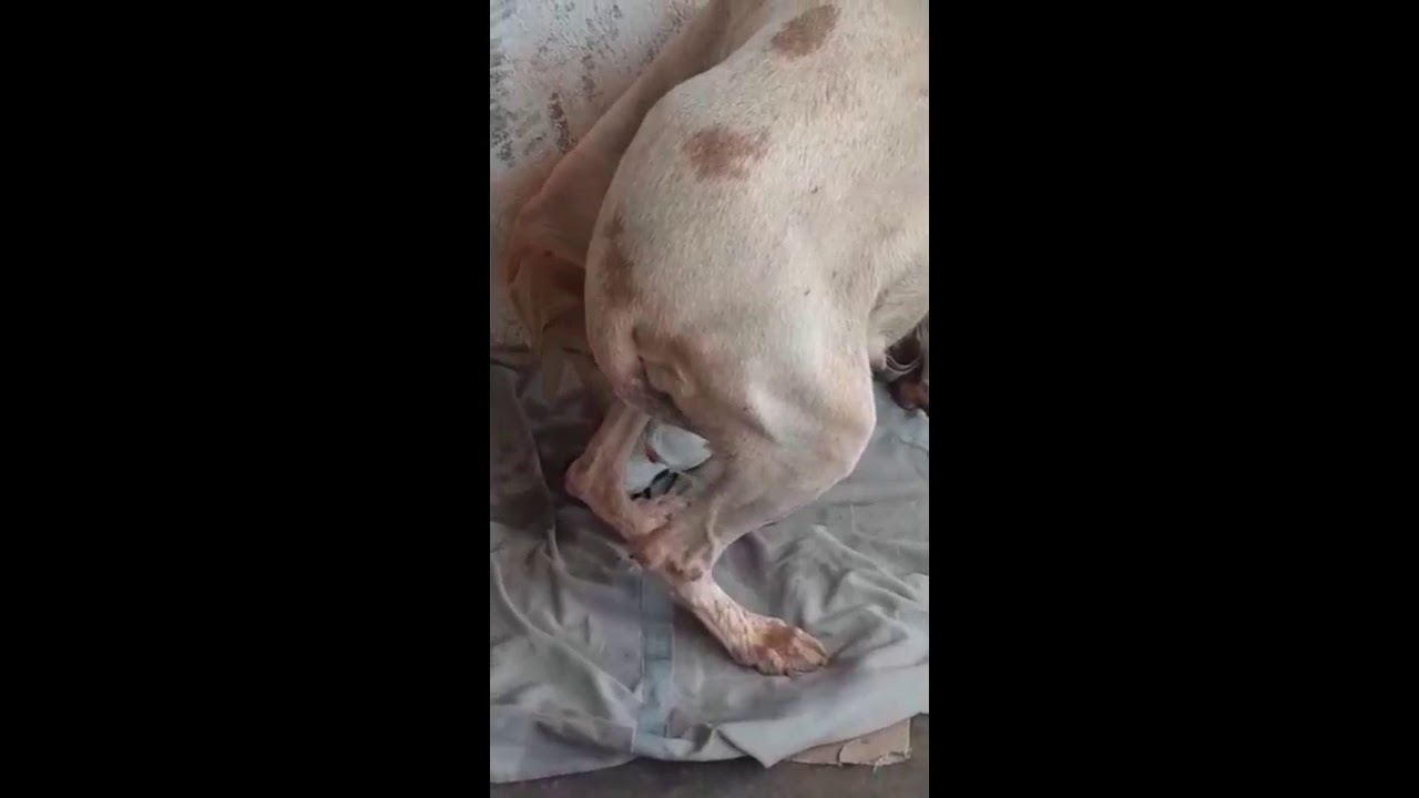 Nascimento Filhotes De Cachorro Em Pouco Tempo E De Parto Normal YouTube Nascimento Filhotes De Cachorro Em Pouco Tempo E De Parto Normal YouTube