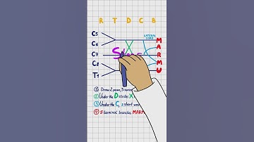 🧠 Brachial Plexus in 60 Seconds: Draw It or Drop Out ✍️