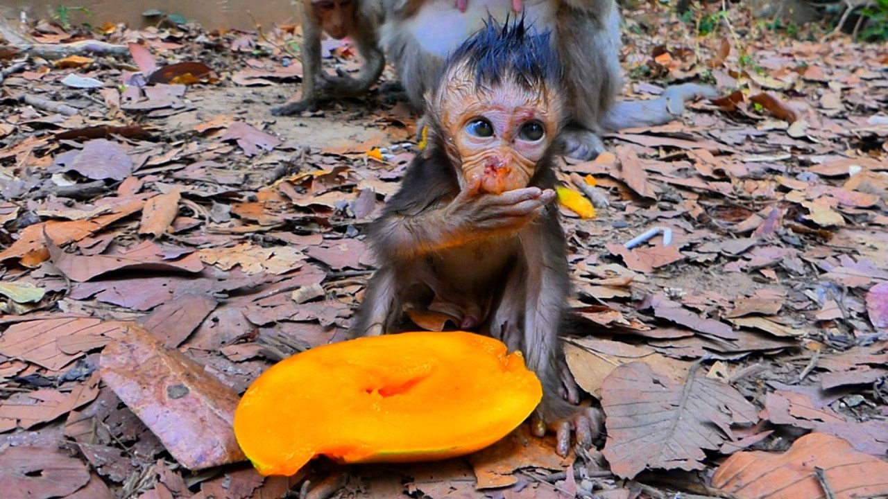 Beloved Baby Sterling Enjoys Delicious Yellow Mango 🥭, |AmberTroop