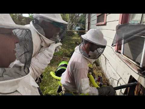 City of Houston retiree can now sleep without the buzz or fear - the bees are gone!