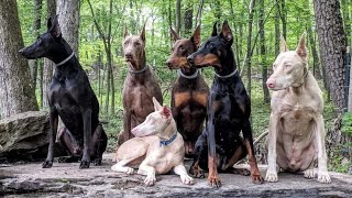 Doberman Color Variations | Different Colors of Doberman by Shubham Medhekar 1,333 views 2 years ago 1 minute, 33 seconds