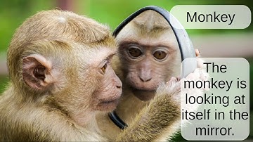 Monkey: English word pronunciation - Read Along (Australian Accent) Picture Dictionary