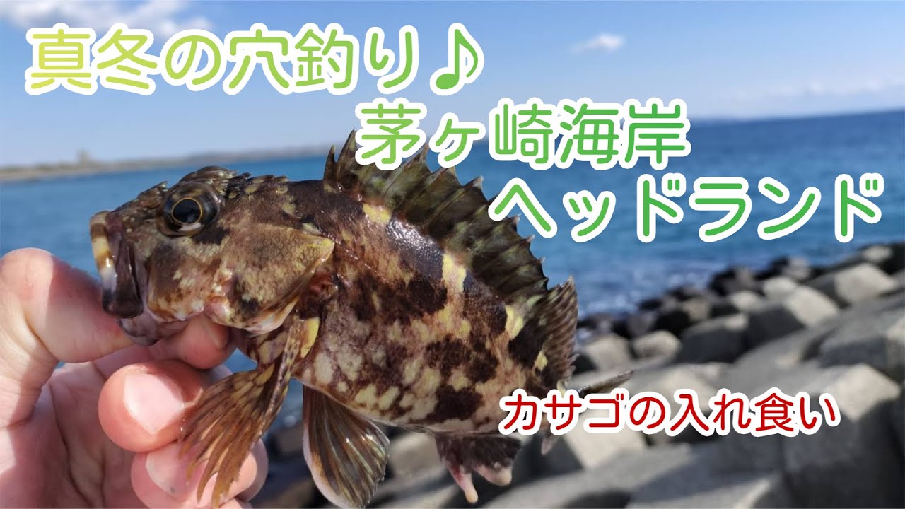 茅ヶ崎海岸のヘッドランド（Tバー）の穴釣りでカサゴ入れ食い(^^♪#魚 #穴釣り #入れ食い