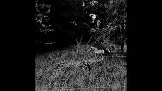 Linceul Noirâtre - Ploughed Veins (DSBM)