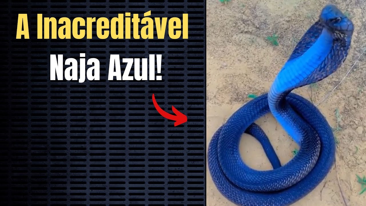 A inacreditável Cobra Naja Azul 