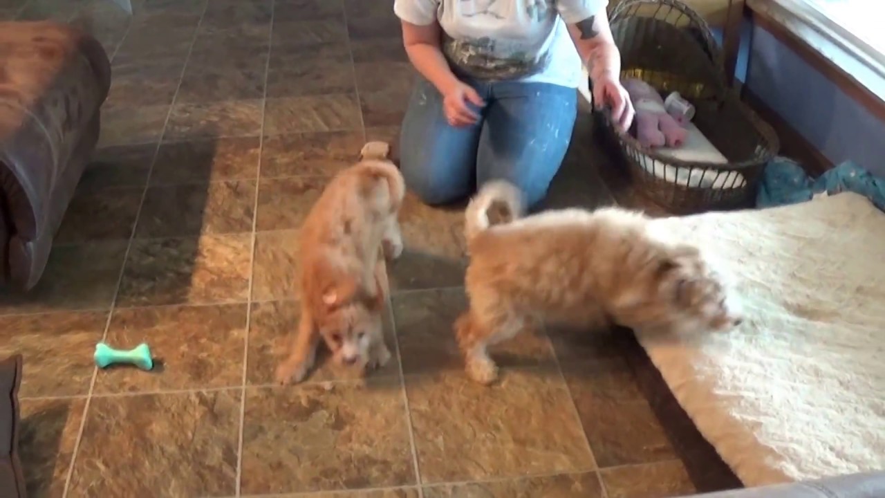 Kitty and Lucy cavapoo girls doodle معنى