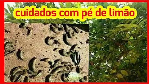 Como acabar com lagartas no pé de limão?