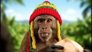 Rasta monkey 🐒 gonna get beach 🏝️ body 😂