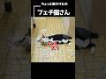 変態猫あらわる(；・∀・)