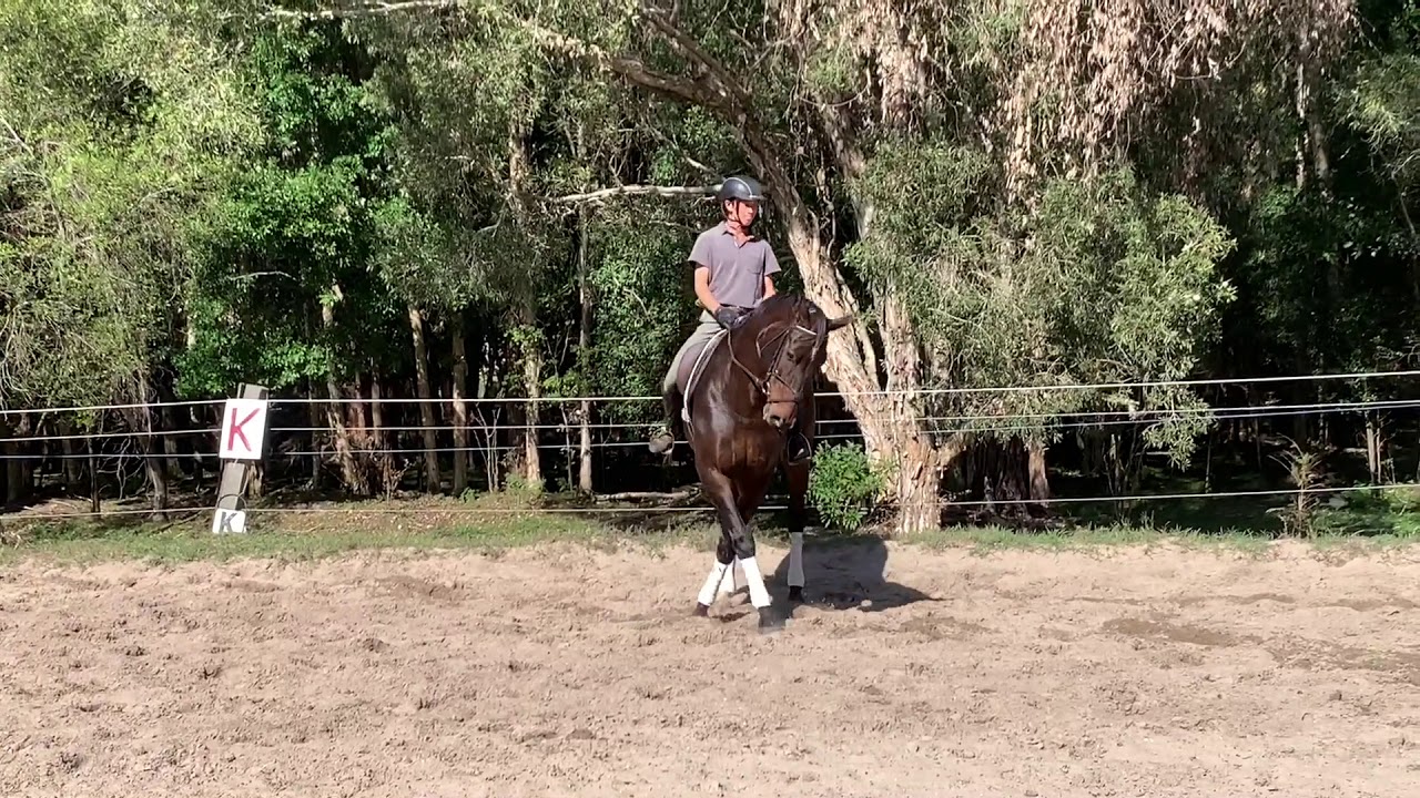 FOR SALE Harrier Hill Falconess