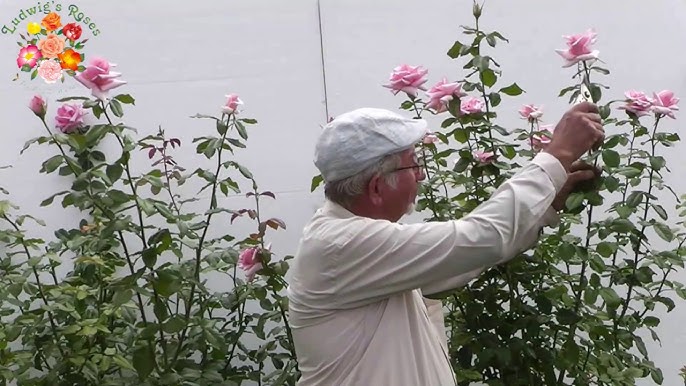 Cut Flowers for Farm Production: Strawflower “Raspberry Rose”