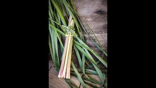 How to Trim Lemongrass | #shorts