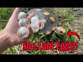 My New Tortoises Laid Eggs!!!