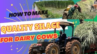 Super Napier Silage: A step by step guide to making quality surface Silage from napier grass.
