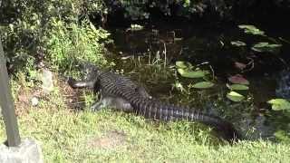 Florida everglades november 5, 2012