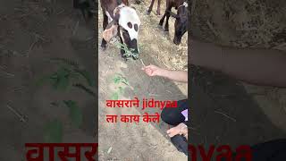 वासरू आणि jidnyaa#animallover#गौमाता aani भारतीय संस्कृती#babylover#babyshort#babylover#happytime