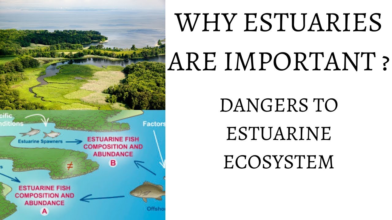 How Do Humans Benefit From Estuaries?