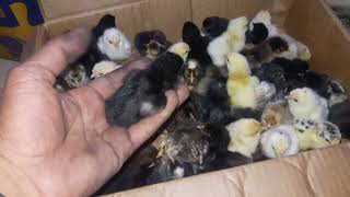 لحضة خروج صيصان الداجاج من الفقاسة chicks