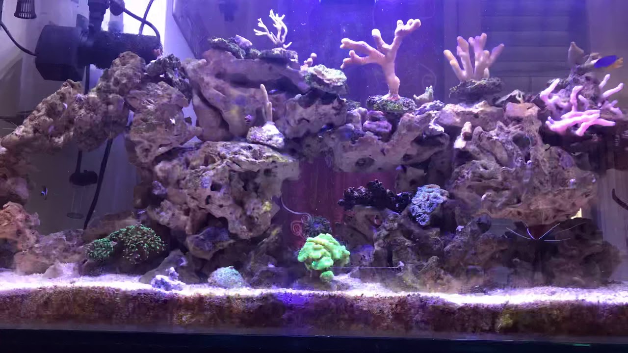 Acquario Marino dopo 6 mesi senza sump - YouTube