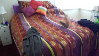 Skippy the Squirrel jumping on the bed