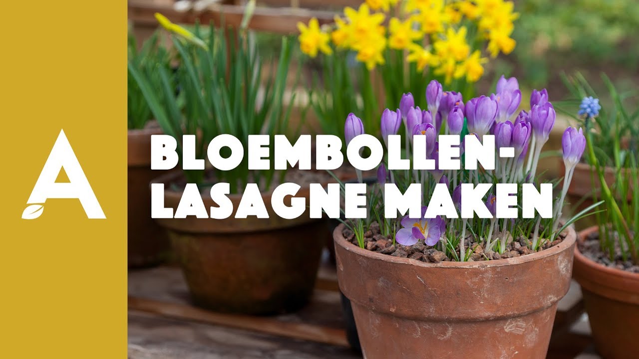 Bloembollenlasagne maken - Een groener thuis! #64 - YouTube Bloembollenlasagne Maken - Een Groener Thuis! #64 - Youtube