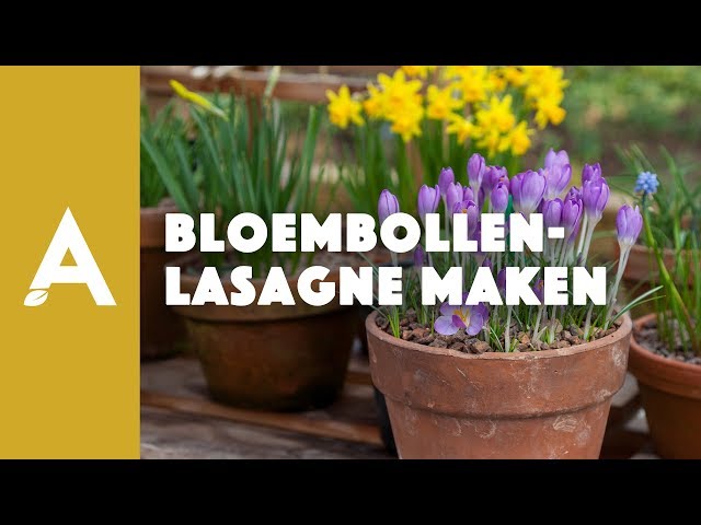 Bloembollenlasagne maken - Een groener thuis! #64 - YouTube Bloembollenlasagne Maken - Een Groener Thuis! #64 - Youtube
